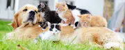 These Are the Most Pet-Obsessed Americans