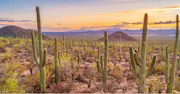 Cheap Car Insurance in Phoenix (2025)