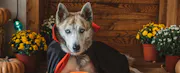 Nearly Half of Millennials Admit Making Halloween Purchases For Social Media Posts