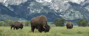 Cheapest Car Insurance in Wyoming (2026)